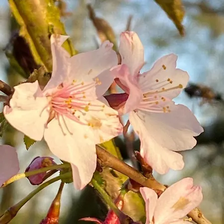 Ferien Auf Traumhaftem Resthof Appartement Twedt