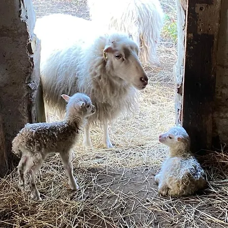 Ferien Auf Traumhaftem Resthof Appartement